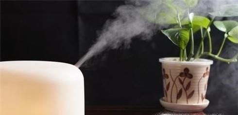 豆瓣綠的養(yǎng)殖方法和注意事項(xiàng)