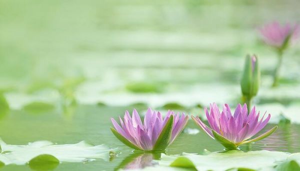朋友圈曬花草的說(shuō)說(shuō) 朋友圈曬花草的句子