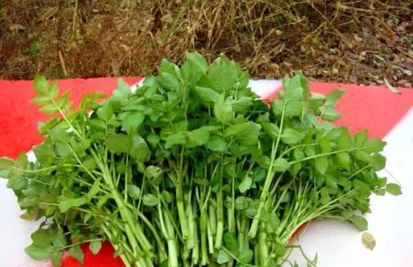 豆瓣菜經(jīng)常食用它的好處?