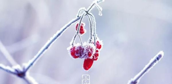 又是一年小寒日，小寒詩詞你可知？朋友圈文案有著落了